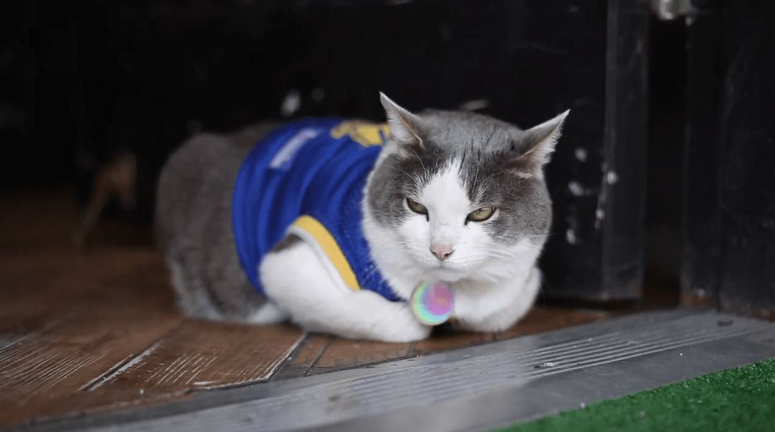 This is Wolverine, who is a huge Golden State Warriors fans and there's nothing you can do about that.<br>(Amy Pearl / WNYC)